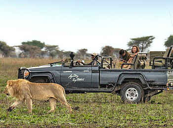 Legendary Nyasi Tented Camp: Begegnung mit einem Löwen