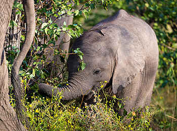 Linyanti Tented Camp: Kleiner Elefant