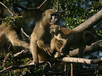 Macatoo Camp: Paviane