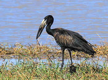 Nehimba Lodge: Klaffschnabelstorch am Wasserloch Nehimba Lodge: Klaffschnabelstorch am Wasserloch