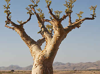 Okahirongo Elephant Lodge: Die Wüste lebt Okahirongo Elephant Lodge: Die Wüste lebt