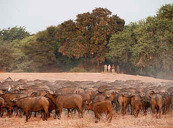 Old Mondoro Camp: Büffelherde