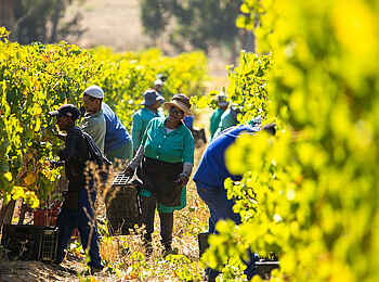 One and Only Cape Town Hotel: Bei der Weinlese One and Only Cape Town Hotel: Bei der Weinlese