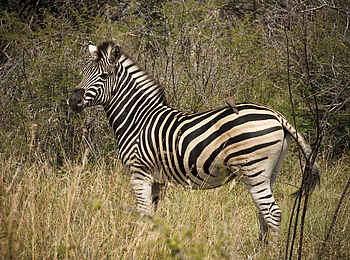 The Royal Madikwe: Zebra