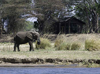 Ruckomechi Camp: Elefant vor dem Camp Ruckomechi Camp: Elefant vor dem Camp
