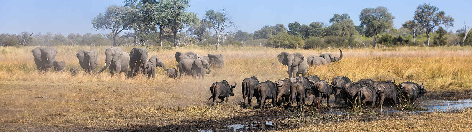 Selinda Camp: Elefanten- und Gnuherde Selinda Camp: Elefanten- und Gnuherde