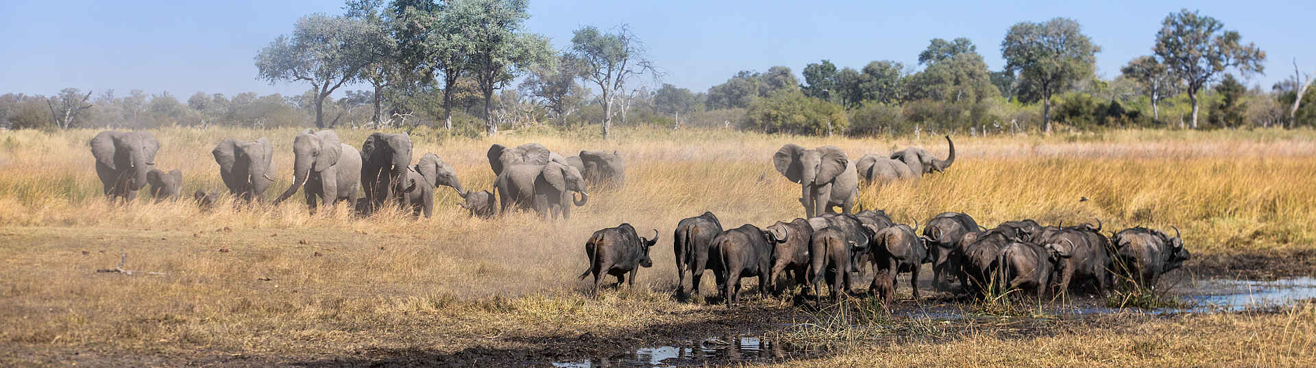 Elefanten- und Gnuherde in Botswana