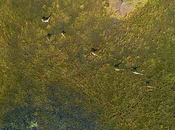 Shinde Footsteps: Giraffen von oben Shinde Footsteps: Giraffen von oben