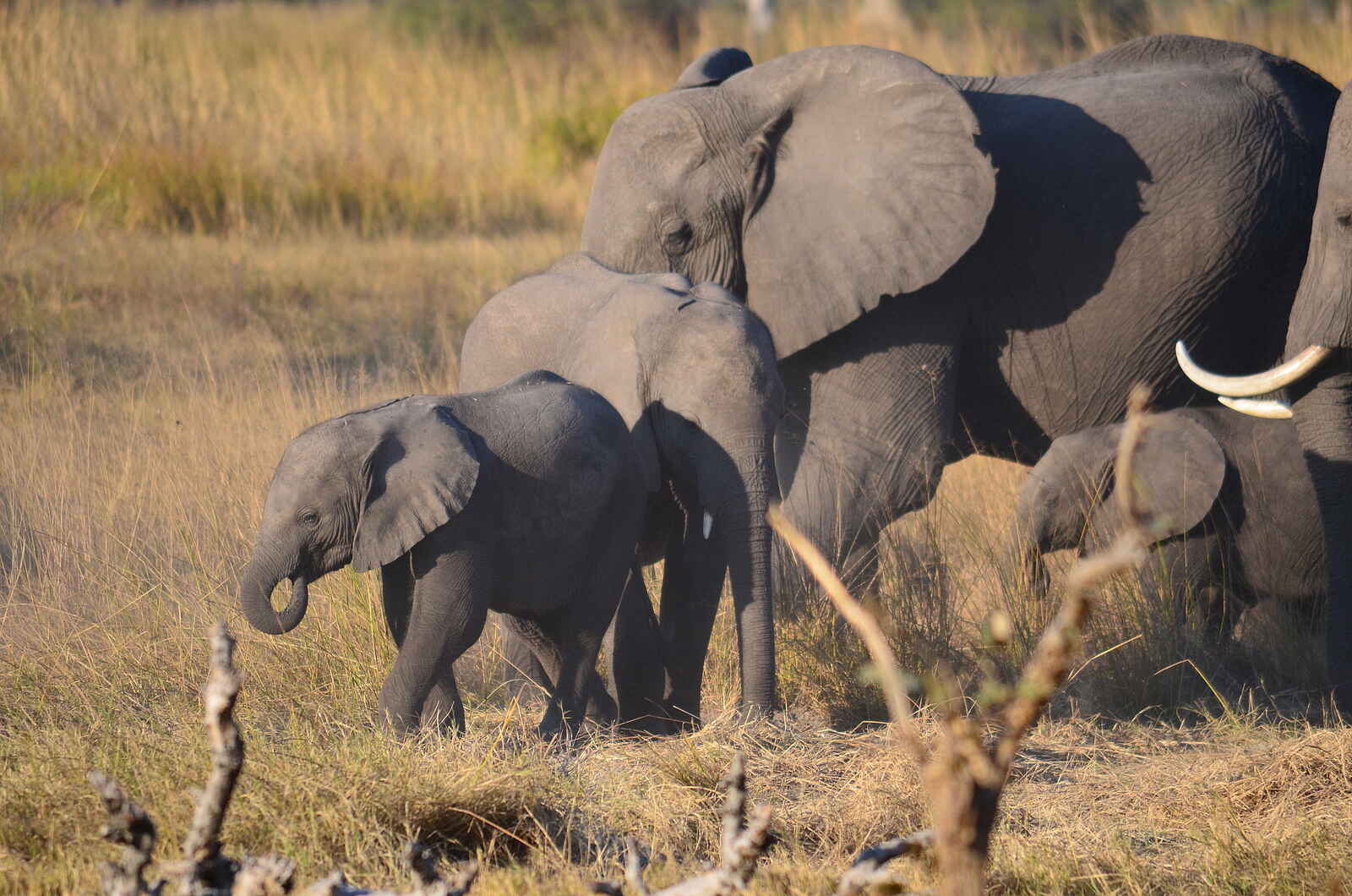 Bushman Plains Camp: Elefantenfamilie Bushman Plains Camp: Elefantenfamilie