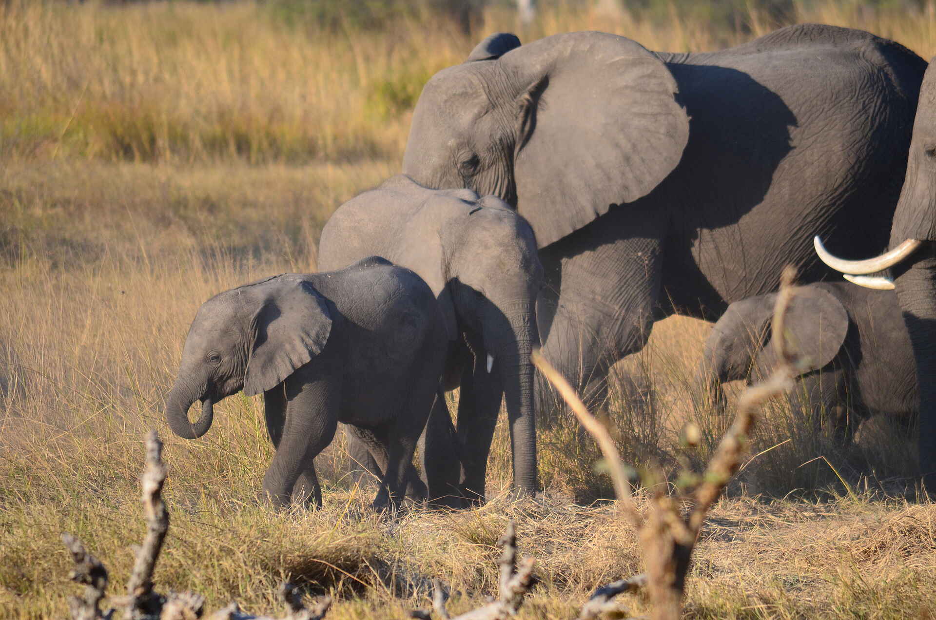 Bushman Experience, Bushman Plains Camp, NG 12, Okavango Delta, Elefanten, Loxodonta Africana, Afrikarma, Afrikarma Safaris, Afrikarma Safaris - Wildnis. Hautnah., Afrikarma.de