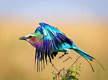 Entim Masai Mara: Startende Gabelracke