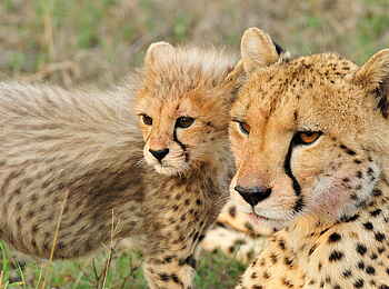 Inyati Game Lodge: Gepard mit Jungem