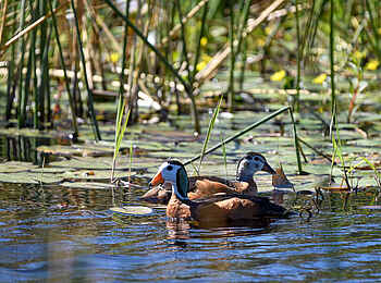 King's Pool Camp: Afrikanische Zwergenten