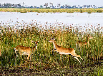 Linyanti Tented Camp: Rote Moorantilopen Linyanti Tented Camp: Rote Moorantilopen
