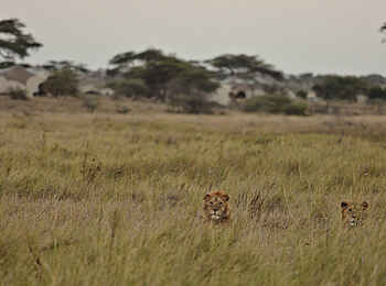 Namiri Plains Camp: Löwen
