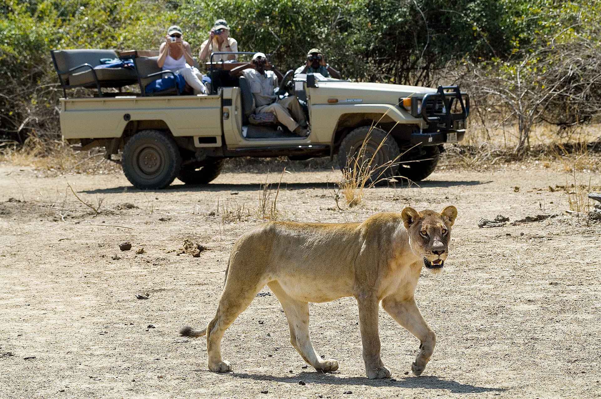 Game Drive, Löwe, Panthera leo, Bewaffnete Wache, Geführte Buschwanderung, Luangwa, Luangwa River, Luangwa-Tal, Pirsch, Robin Pope Safaris, Safari, South Luangwa National Park, Walking Safari, Wildbeobachtung, Wildtiere, Zawa Guide, afrikarma, Afrikarma.de, RPS