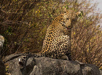 Warangi Ridge Lodge: Leopard