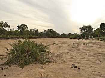 &Beyond Ngala Safari Lodge: Pirschwanderung