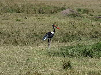 Basecamp Mara Houses: Ein Sattelstorch Basecamp Mara Houses: Ein Sattelstorch