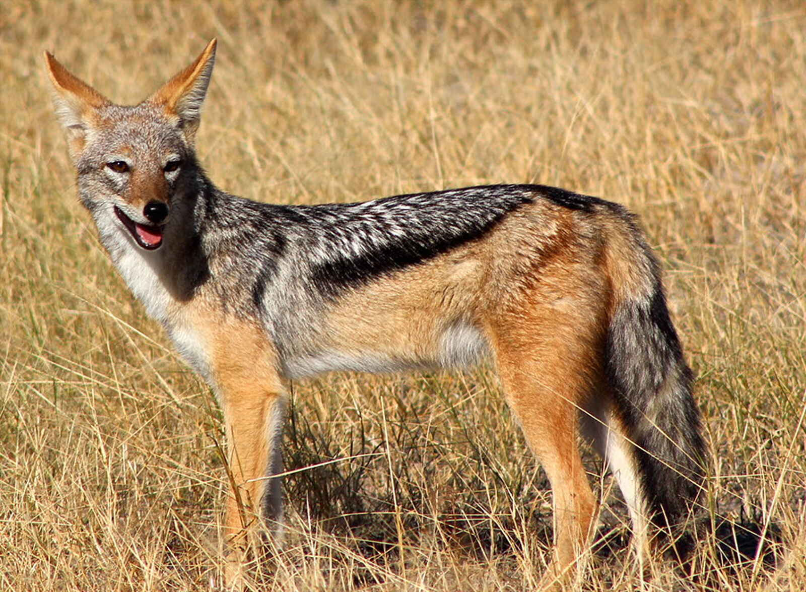 Camelthorn Lodge: Schabrackenschakal Camelthorn Lodge: Schabrackenschakal