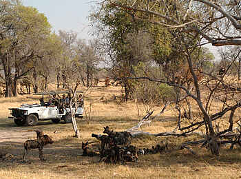 Camp Moremi: Wildhunde Camp Moremi: Wildhunde