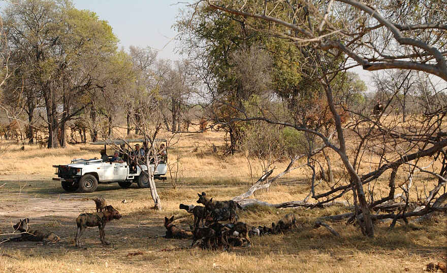 Camp Moremi: Wildhunde Camp Moremi: Wildhunde