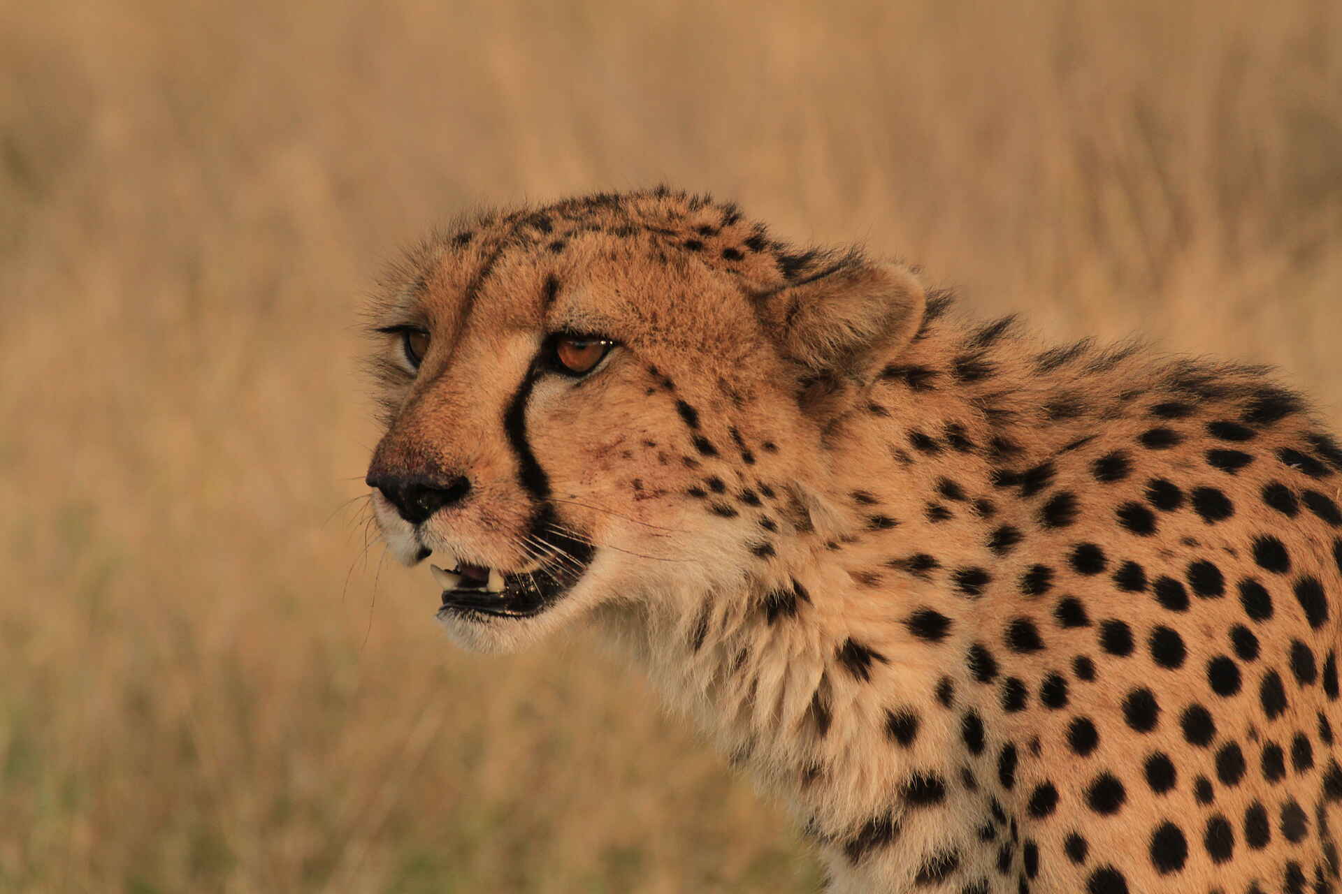 Camp Xakanaxa: Gepard