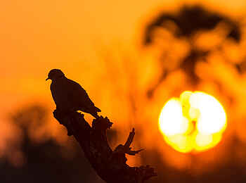 Chitabe Lediba Camp: Birding