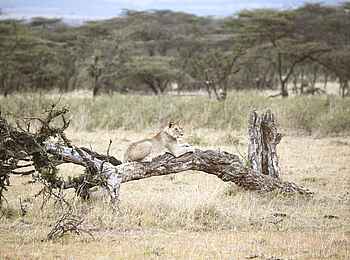 Encounter Mara Camp: Ruhende Löwin Encounter Mara Camp: Ruhende Löwin