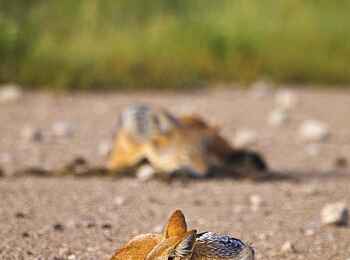 Etosha: Intakte Tierwelt