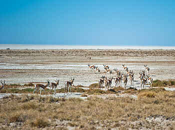Etosha King Nehale: Eine Herde von Springböcken