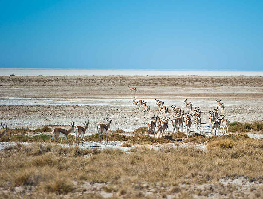 Etosha King Nehale: Eine Herde von Springböcken Etosha King Nehale: Eine Herde von Springböcken