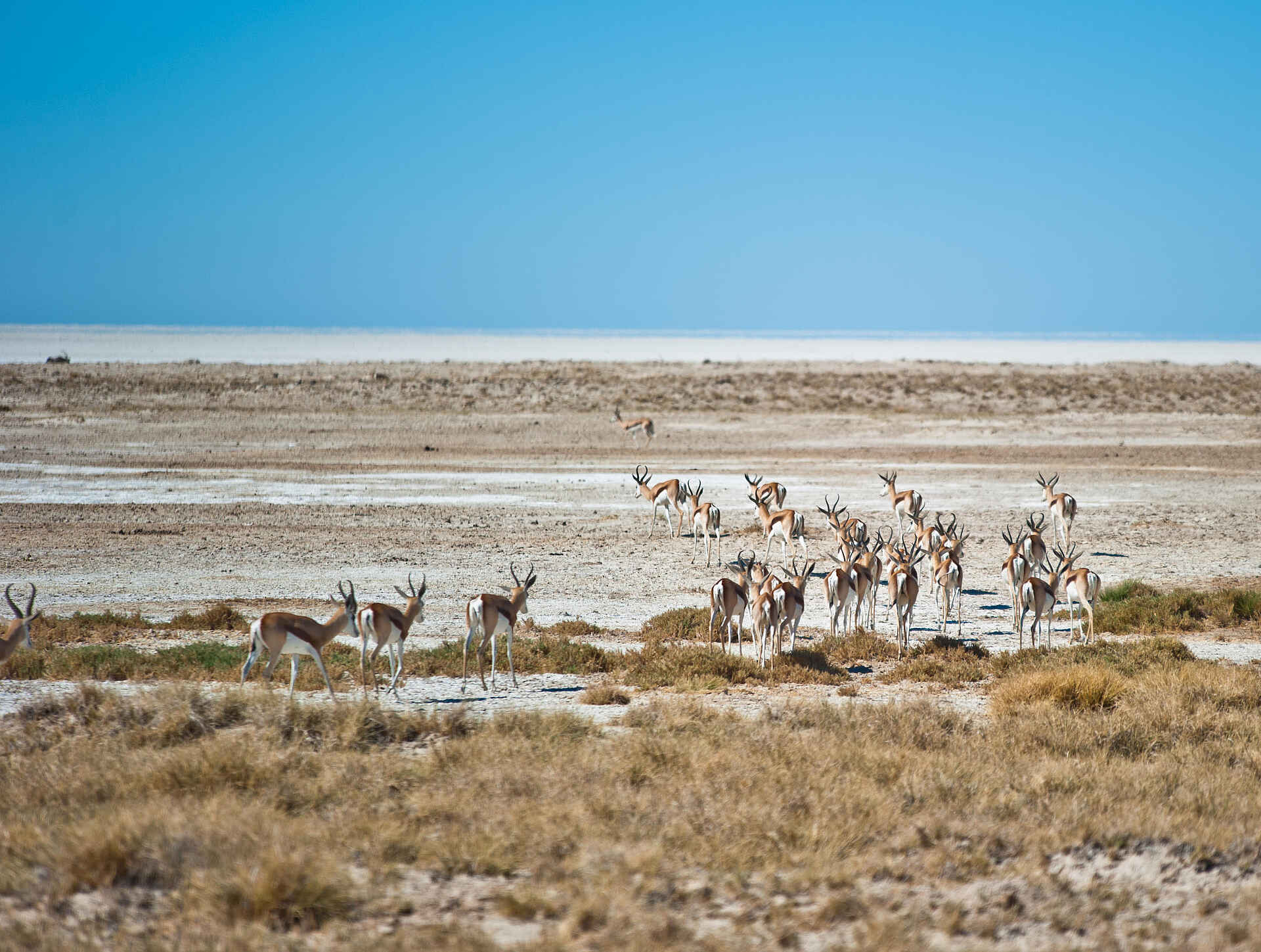 Etosha King Nehale: Eine Herde von Springböcken