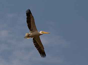 KaingU Safari Lodge: Fliegender Pelikan