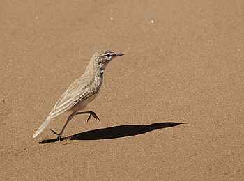 Kulala Desert Lodge: Rotdünenlerche