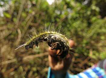 Lake Natron Camp: Raupe