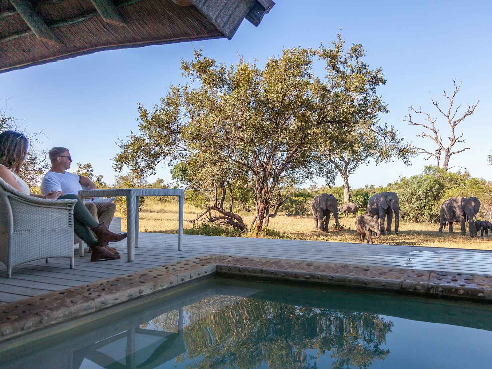 Leopard Hills: Besuch am Pool Leopard Hills: Besuch am Pool