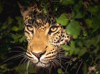 Little Mombo Camp: Leopardenkopf