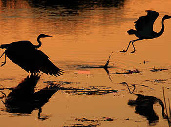 Motswari Game Lodge: Flug in der Dämmerung