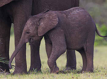 Nyanga Lodge: Baby Elefant 