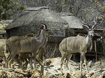 Ongava Lodge: Kudus vor den Hütten Ongava Lodge: Kudus vor den Hütten