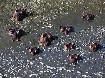 Rekero Camp: Hippos