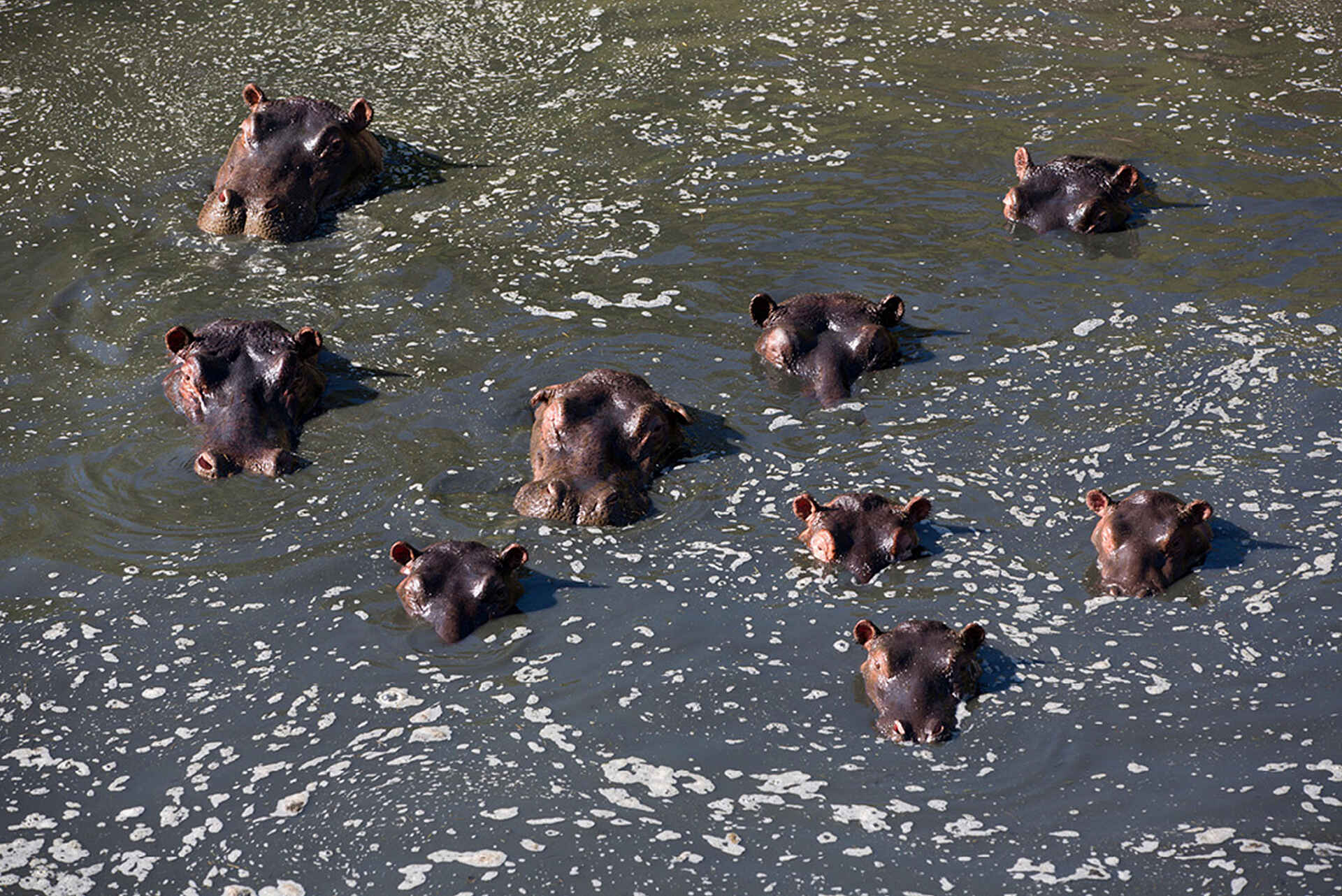 Rekero Camp: Hippos
