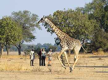 Robin Pope Safaris: Galoppierende Giraffe