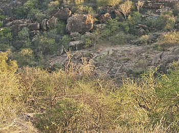 Saruni Samburu: Afrikanische Wildhunde vor der Lodge