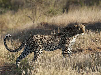 Saruni Samburu: Leopard im Profil