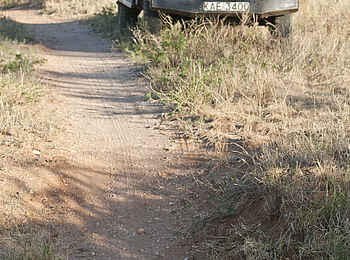 Saruni Samburu: Leopard überquert die Straße
