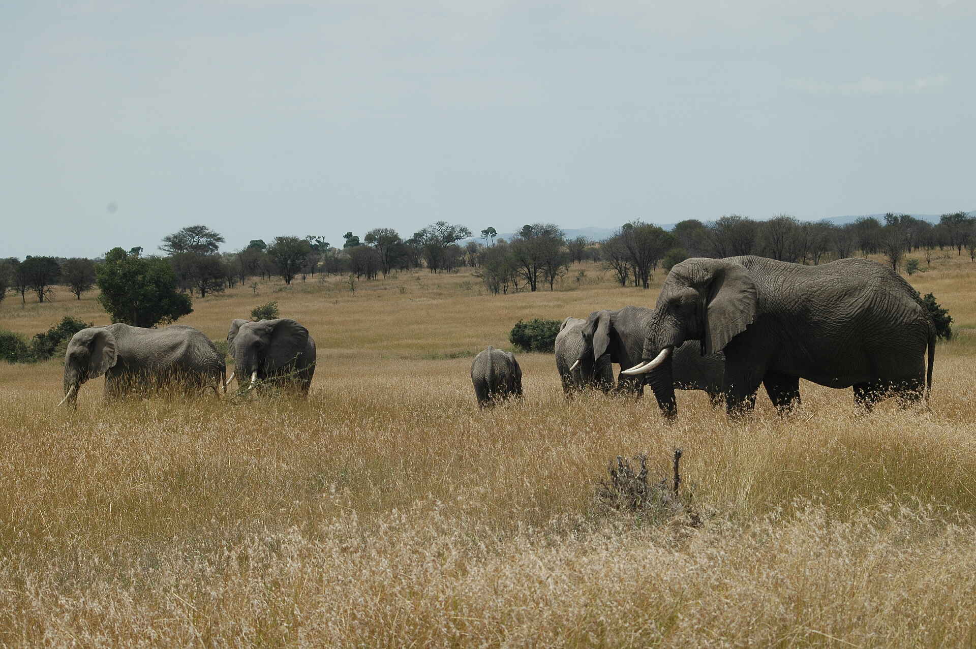 Sayari Camp: Elefantenherde