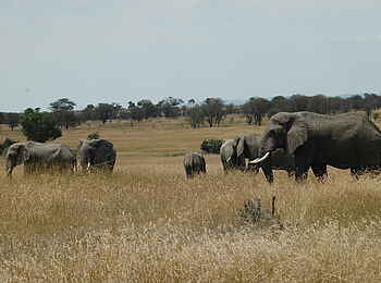 Sayari Camp: Elefantenherde