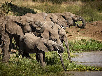 Segera Retreat: Elefanten am Wasserloch